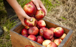 Shields Orchard Fruit Picking