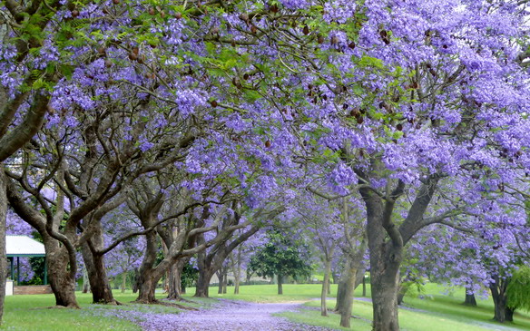 Jacaranda time in the Hawkesbury