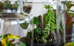  Rainforest in a Jar at Mount Tomah 