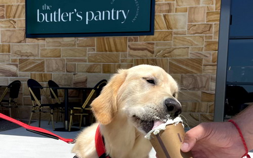 Golden retriever eating from coffee cup at The Butlers Pantry