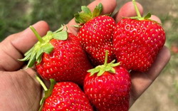 TNT Produce Fruit Picking