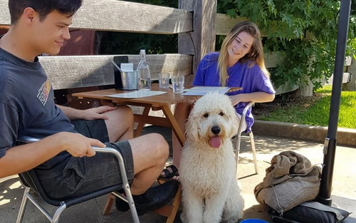 Fluffy white dog next to table at Tractor 828