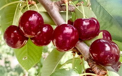 Bilpin Botanic Orchard Cherry Picking