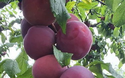 Pine Crest Orchard Fruit Picking