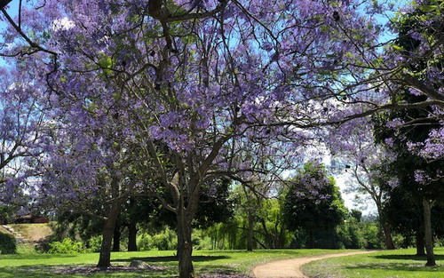 Jacaranda on sunny day